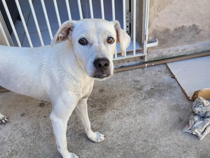 Cachorro ra a SRD-ViraLata idade 1 ano nome Sofia