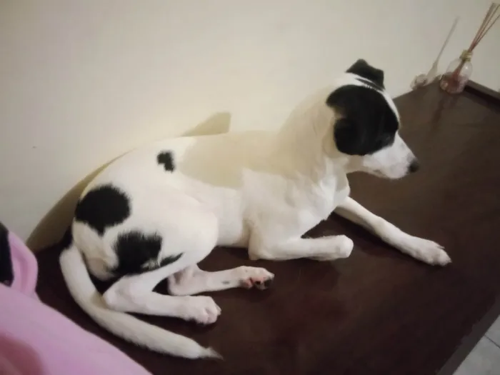 Cachorro ra a Vira lata idade Abaixo de 2 meses nome Luna 