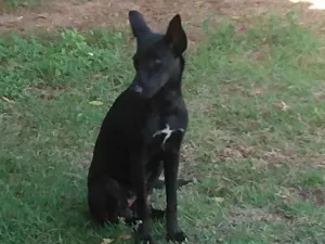 Cachorro raça SRD-ViraLata idade 7 a 11 meses nome Laurinha