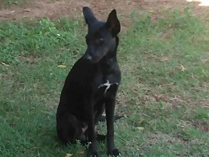 Cachorro ra a SRD-ViraLata idade 7 a 11 meses nome Laurinha