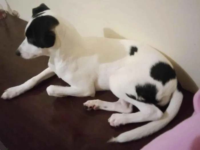 Cachorro ra a Vira lata idade Abaixo de 2 meses nome Luna 