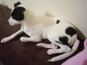Cachorro raça Vira lata idade Abaixo de 2 meses nome Luna 