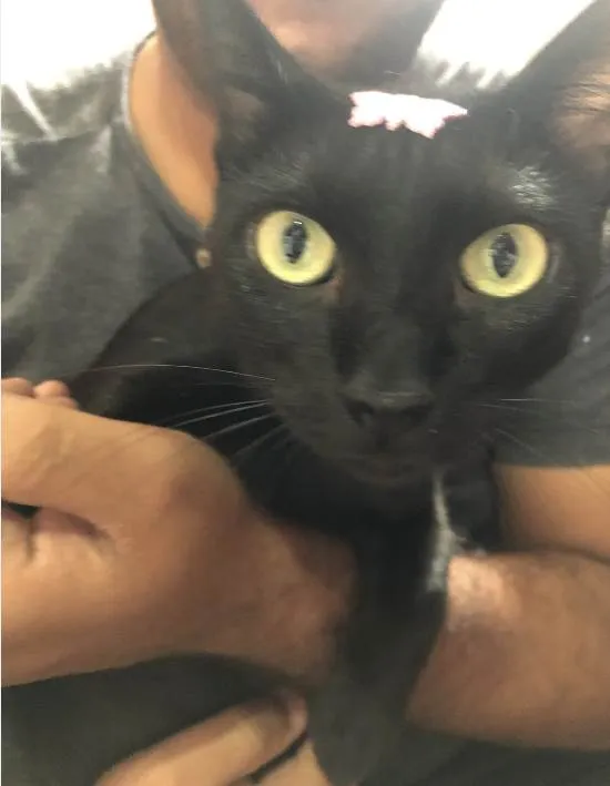 Gato ra a SRD-ViraLata idade 3 anos nome Xica 