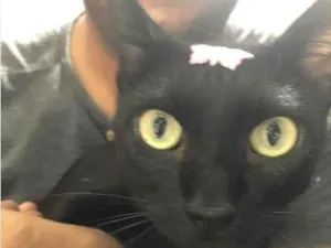 Gato raça SRD-ViraLata idade 3 anos nome Xica 