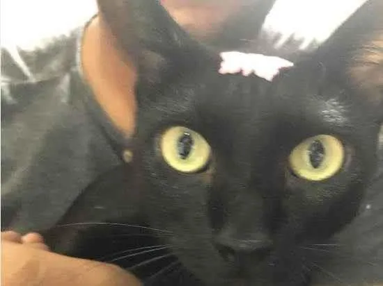 Gato ra a SRD-ViraLata idade 3 anos nome Xica 