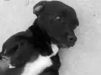 Cachorro raça SRD-ViraLata idade 2 anos nome GRATIFICA - Neguinho