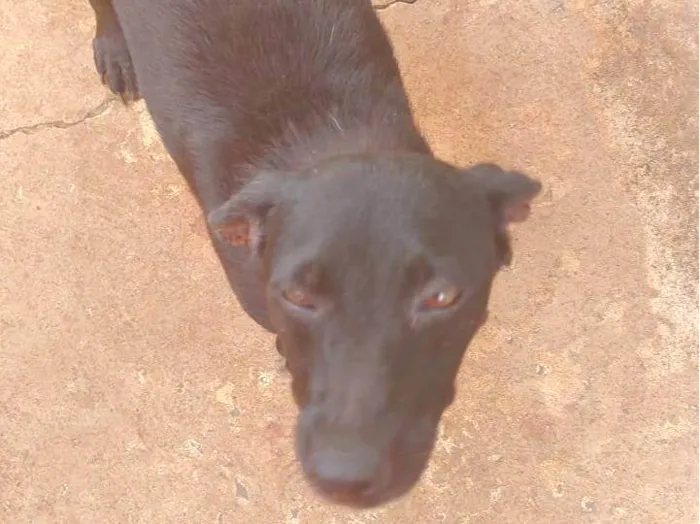 Cachorro ra a SRD-ViraLata idade 3 anos nome Heroína 