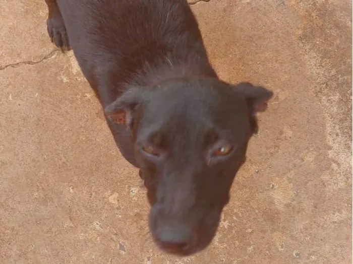 Cachorro ra a SRD-ViraLata idade 3 anos nome Heroína 