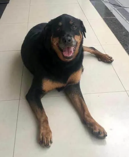 Cachorro ra a Rottweiler / PITIBULL idade 6 ou mais anos nome JADE / ARIEL