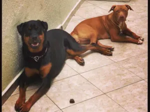 Cachorro raça Rottweiler / PITIBULL idade 6 ou mais anos nome JADE / ARIEL