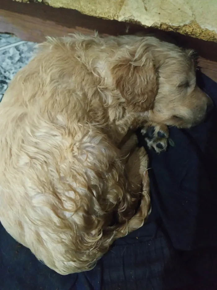 Cachorro ra a SRD-ViraLata idade Abaixo de 2 meses nome sem nomes