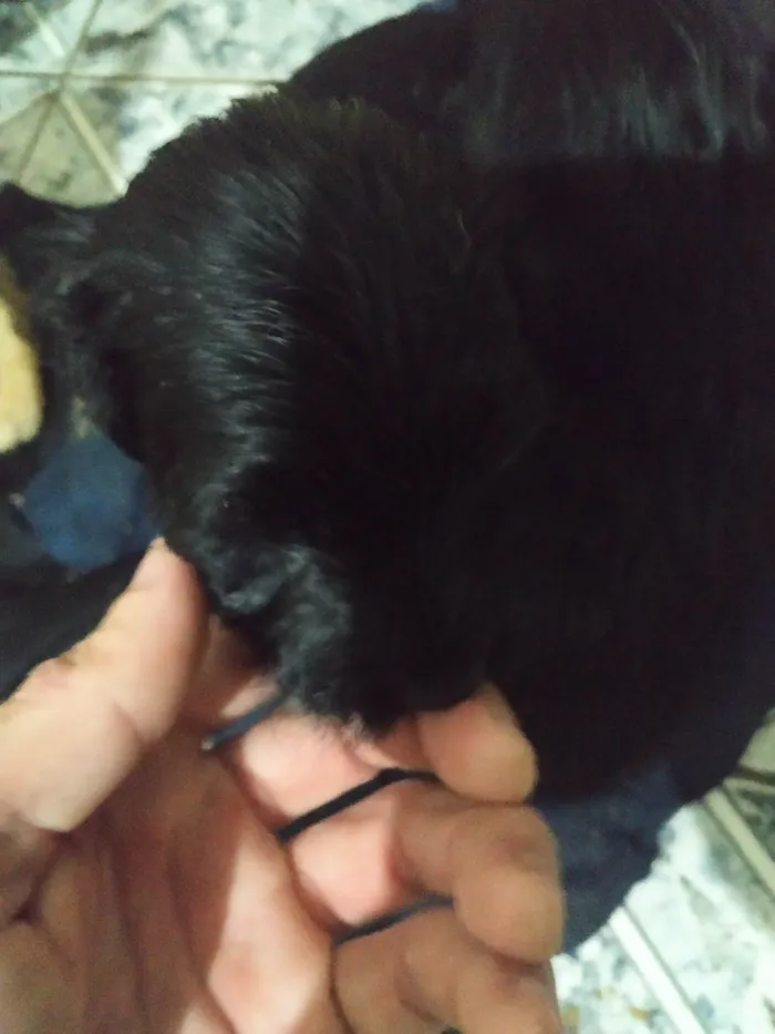 Cachorro ra a SRD-ViraLata idade Abaixo de 2 meses nome sem nomes