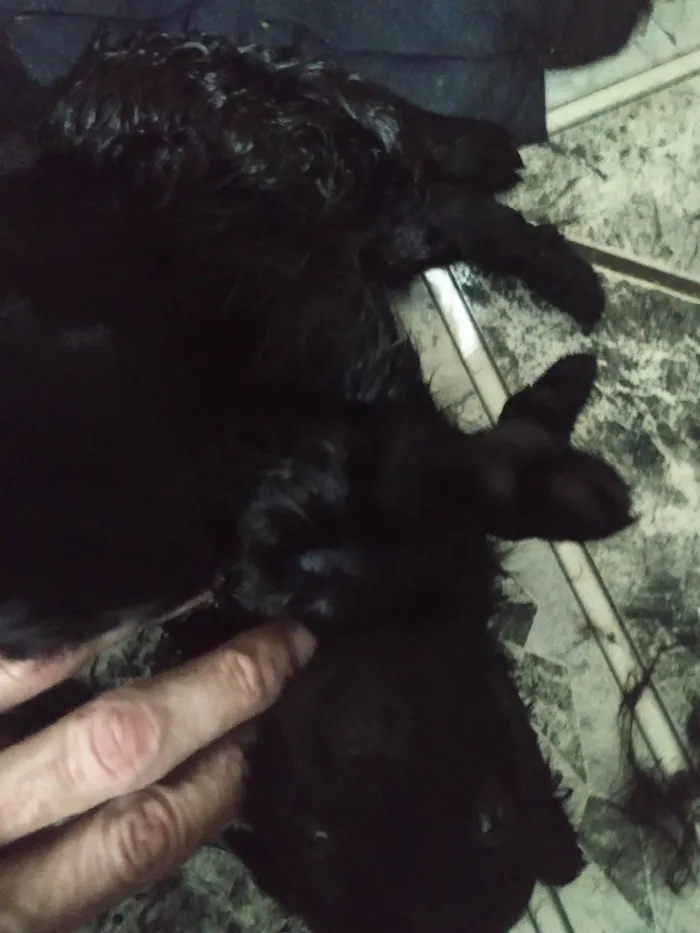 Cachorro ra a SRD-ViraLata idade Abaixo de 2 meses nome sem nomes