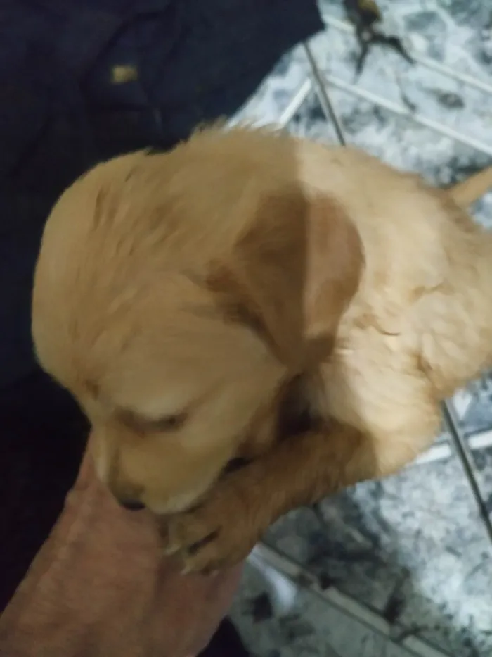 Cachorro ra a SRD-ViraLata idade Abaixo de 2 meses nome sem nomes