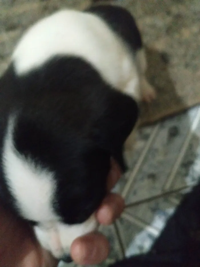 Cachorro ra a SRD-ViraLata idade Abaixo de 2 meses nome sem nomes