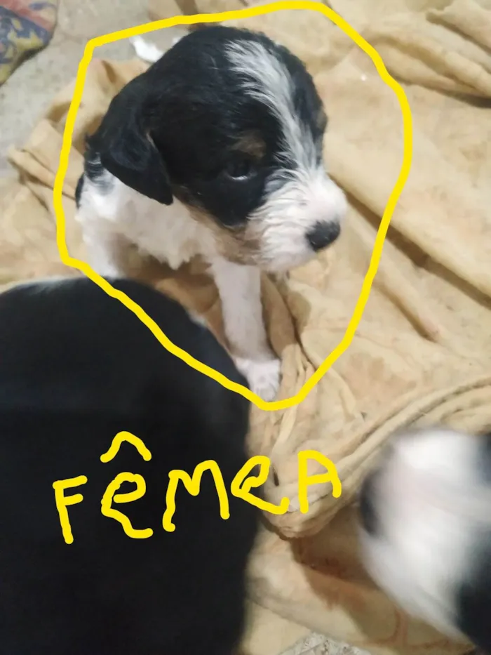 Cachorro ra a SRD-ViraLata idade Abaixo de 2 meses nome sem nomes , eles tem 30 dias