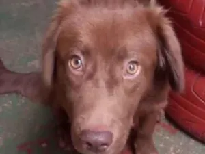 Cachorro raça Mestico  idade 7 a 11 meses nome Tody 