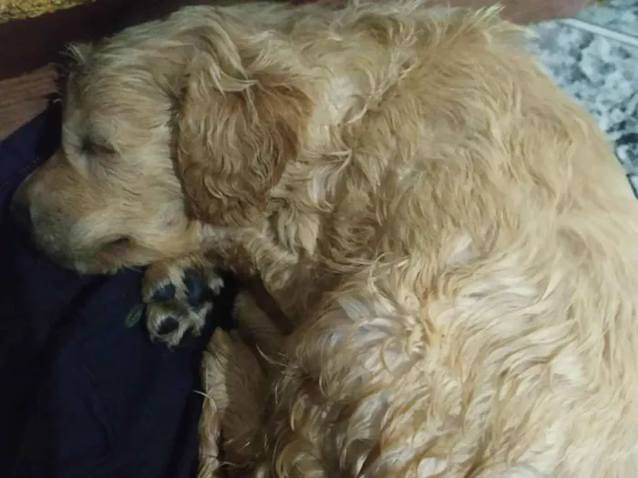 Cachorro ra a SRD-ViraLata idade Abaixo de 2 meses nome sem nomes