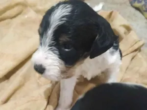 Cachorro raça SRD-ViraLata idade Abaixo de 2 meses nome sem nomes , eles tem 30 dias