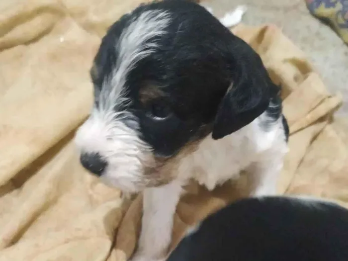 Cachorro ra a SRD-ViraLata idade Abaixo de 2 meses nome sem nomes , eles tem 30 dias