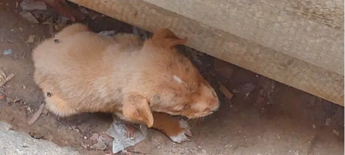 Cachorro ra a Vira lata idade Abaixo de 2 meses nome Filhote 