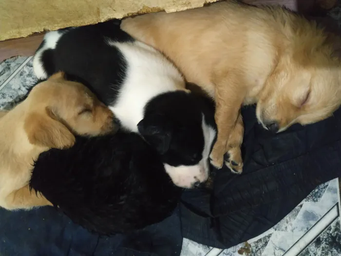 Cachorro ra a SRD-ViraLata idade Abaixo de 2 meses nome sem nomes