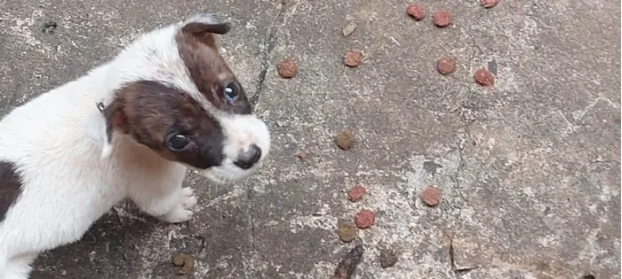 Cachorro ra a SRD-ViraLata idade  nome Filhote 