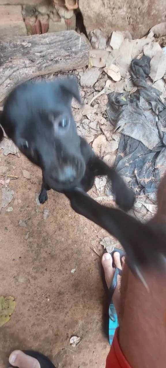 Cachorro ra a SRD-ViraLata idade  nome Filhote 