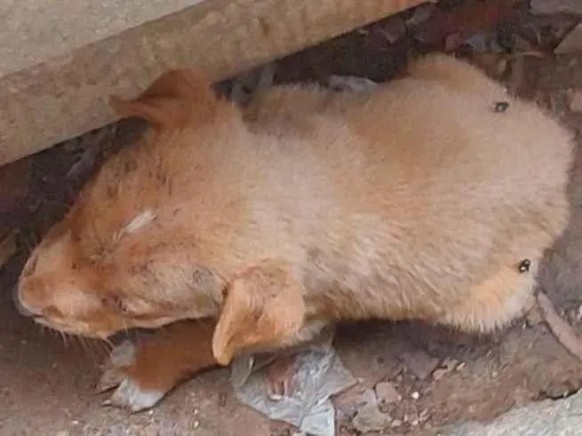 Cachorro ra a Vira lata idade Abaixo de 2 meses nome Filhote 