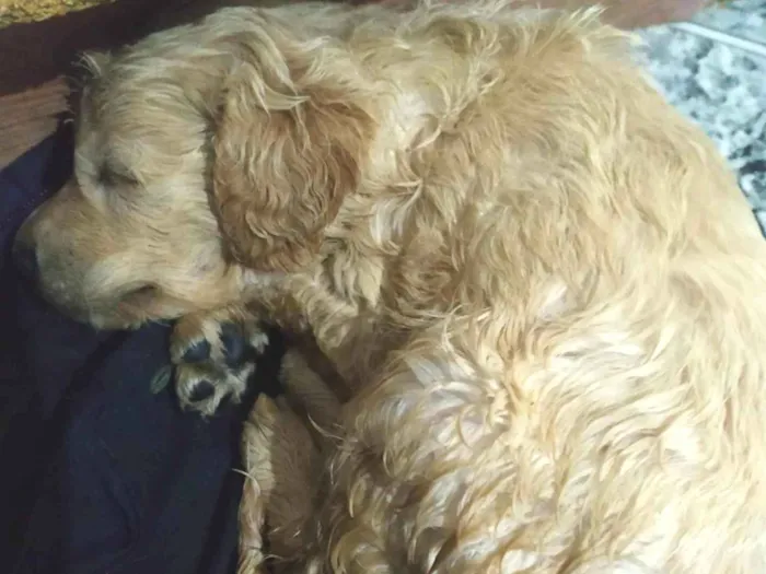 Cachorro ra a SRD-ViraLata idade Abaixo de 2 meses nome sem nomes