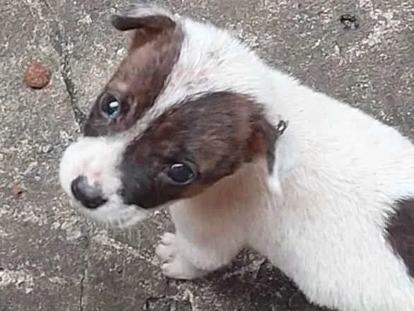 Cachorro ra a SRD-ViraLata idade  nome Filhote 