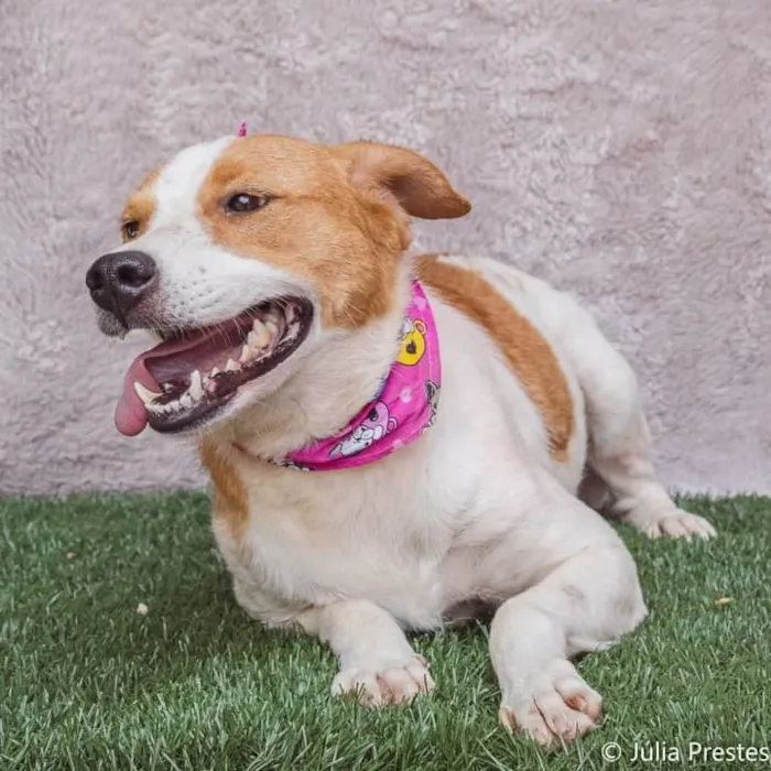 Cachorro ra a SRD-ViraLata idade 3 anos nome Conchita 