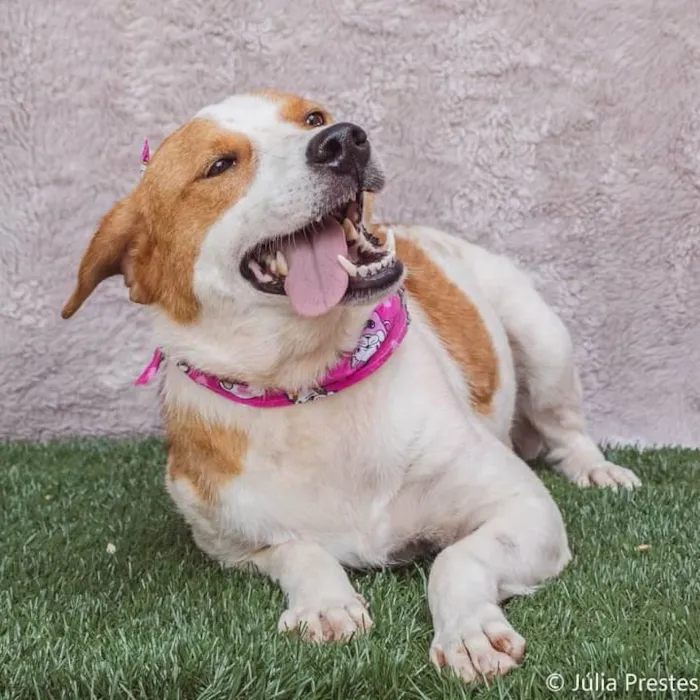 Cachorro ra a SRD-ViraLata idade 3 anos nome Conchita 