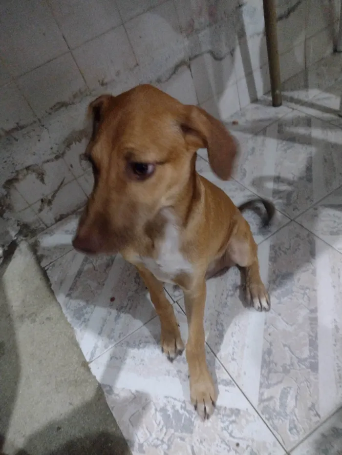 Cachorro ra a SRD-ViraLata idade 2 a 6 meses nome Cadu
