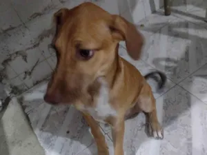 Cachorro raça SRD-ViraLata idade 2 a 6 meses nome Cadu