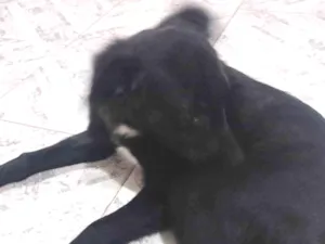 Cachorro raça SRD-ViraLata idade 2 a 6 meses nome Tino jr 