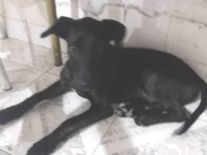 Cachorro raça SRD-ViraLata idade 2 a 6 meses nome Chico 