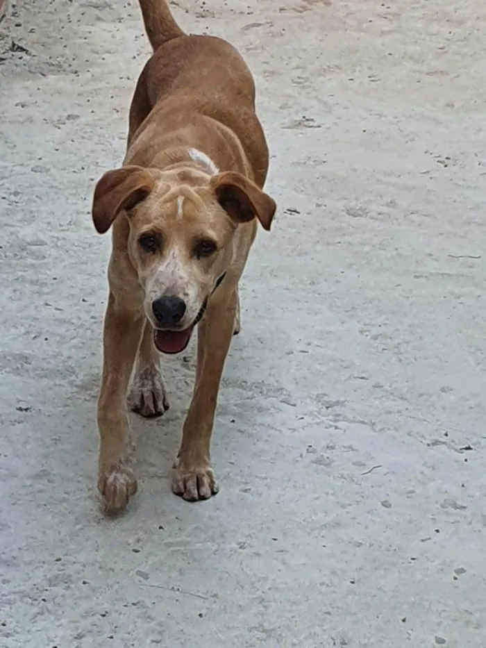 Cachorro ra a Labrador com vira-latas  idade 2 anos nome Lucky