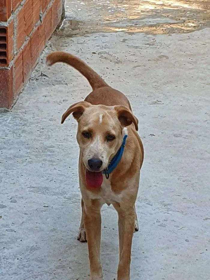 Cachorro ra a Labrador com vira-latas  idade 2 anos nome Lucky