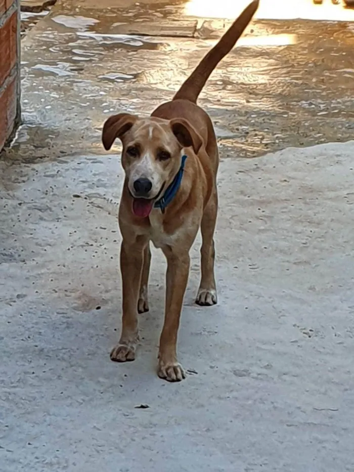 Cachorro ra a Labrador com vira-latas  idade 2 anos nome Lucky