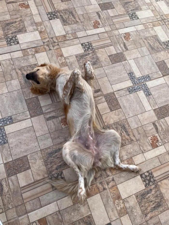 Cachorro ra a SRD-ViraLata idade 1 ano nome Luna 