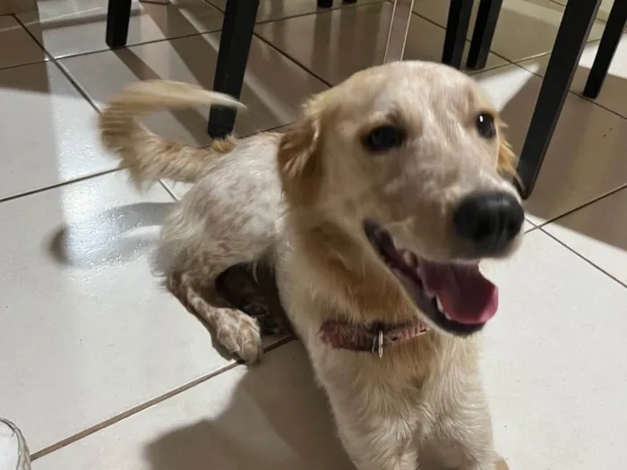 Cachorro ra a SRD-ViraLata idade 1 ano nome Luna 