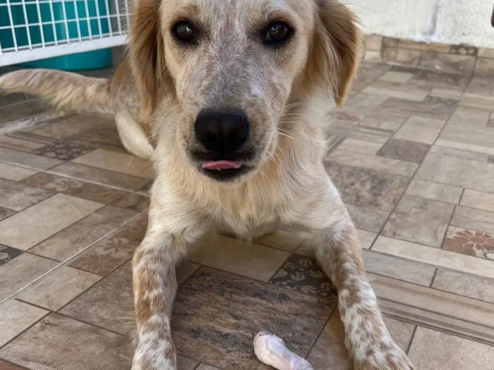 Cachorro ra a SRD-ViraLata idade 1 ano nome Luna 