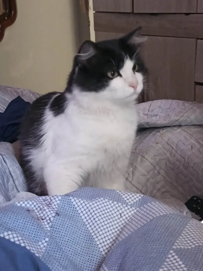 Gato raça Frajola  idade 1 ano nome Bebê 