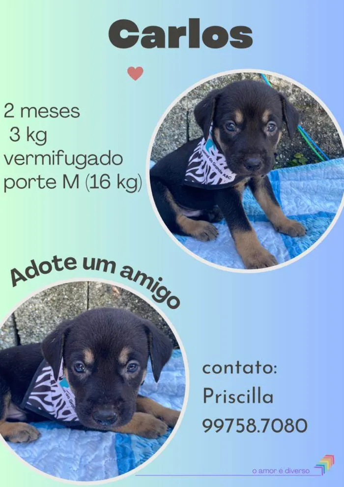 Cachorro raça SRD idade 2 a 6 meses nome Carlos