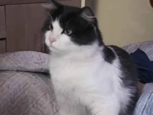 Gato raça Frajola  idade 1 ano nome Bebê 