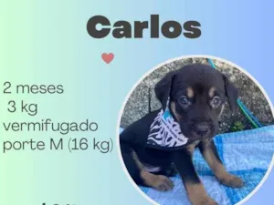 Cachorro raça SRD idade 2 a 6 meses nome Carlos