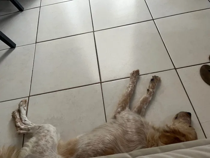 Cachorro ra a SRD-ViraLata idade 1 ano nome Luna 