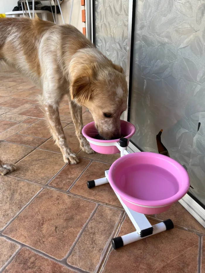 Cachorro ra a SRD-ViraLata idade 1 ano nome Luna 