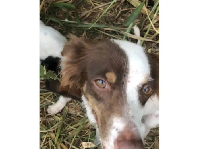 Cachorro ra a  idade  nome Mel